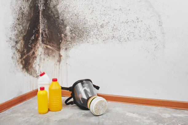 Best Localized Mold Remediation (e.g., coastal areas, humid climates) in Harper, KS