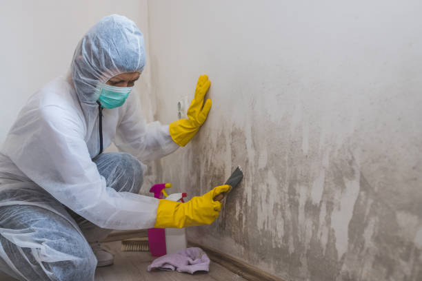 Best DIY Mold Remediation Support Services in Harper, KS