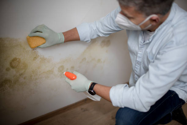 Best Commercial Mold Remediation in Harper, KS