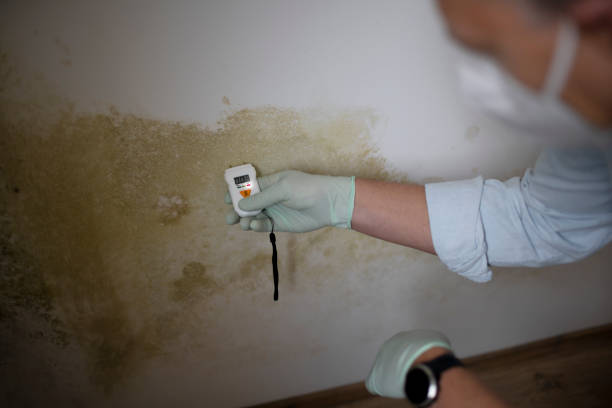 Best Kitchen Mold Remediation in Harper, KS