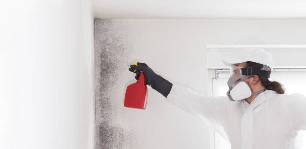 Best Residential Mold Remediation in Harper, KS